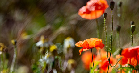 red poppies on a field close upの写真素材