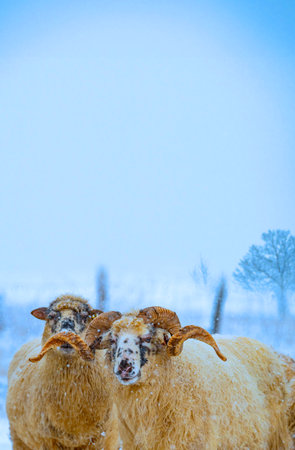 a herd of sheep in winter landscapeの写真素材