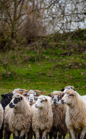a herd of sheep on a farmの写真素材