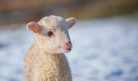 cute newborn lamb on a farm - close up - early springの写真素材