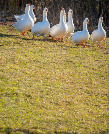 white geese on the farmの写真素材