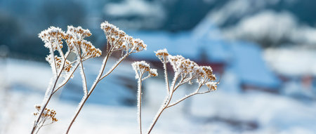 frozen plants in winterの写真素材