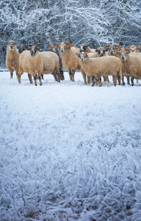 a herd of sheep in winter landscapeの写真素材