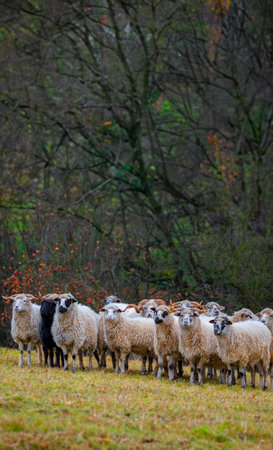 a herd of sheep on a farmの写真素材