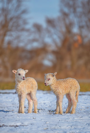 cute newborn lambs on a farm - close up - early springの写真素材