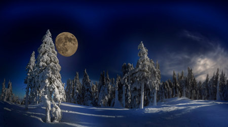 snow covered spruce and moonの写真素材