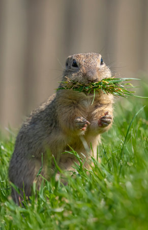 ground squirrel Spermophilus citellus on a meadowの写真素材