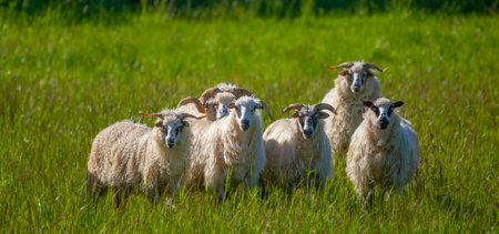 flock of sheep on a spring meadowの写真素材