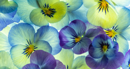 pansy flower - flower background close upの写真素材