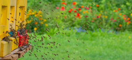 bee hive - bee breeding (Apis mellifera) close upの写真素材