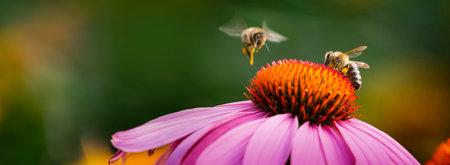 garden flowers and bees macro photographyの写真素材