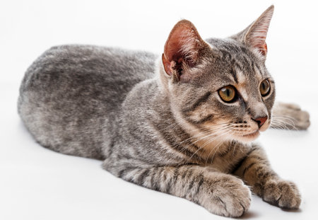 portrait of a catの写真素材