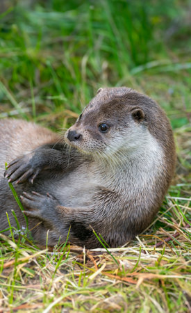 otter - Lutra lutra in natureの写真素材