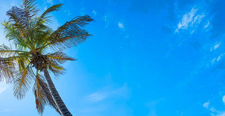 coconut palm and blue skyの写真素材