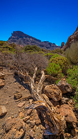 Teide National Park, Tenerife, Canary Islandsの写真素材