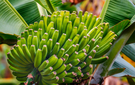 banana plant in detailの写真素材