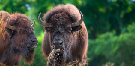 European bison - bullの写真素材
