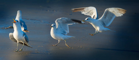 sea gulls on a beachの写真素材