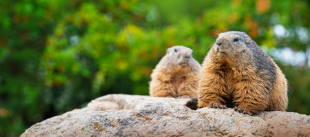pair of marmots resting on a stoneの写真素材