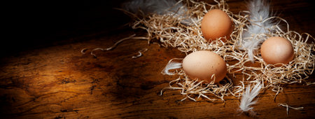 eggs from farmの写真素材