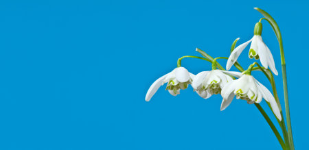 bunch of snowdrops flowersの写真素材