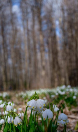 Leucojum vernum (spring snowflake) in spring forest, Czech republic, Europeの写真素材