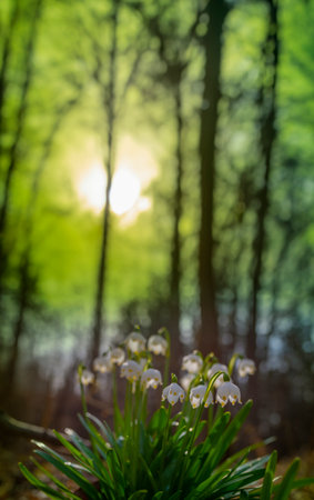 Leucojum vernum (spring snowflake) in spring forest, Czech republic, Europeの写真素材