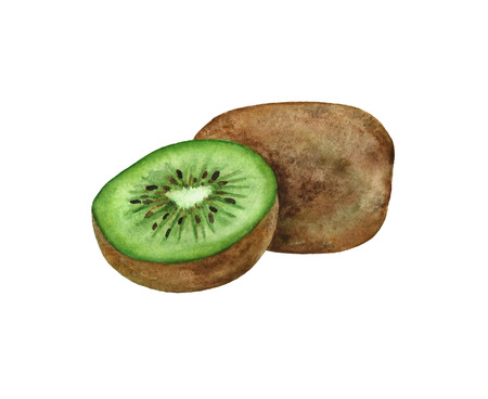 Watercolor kiwi and half. Health foodの写真素材
