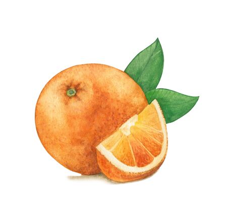 Watercolor orange. Raster fruit illustration for a cookbook, ingredients of recipes, advertising, cards for children and botanical magazines. Natural and organic agriculture.の写真素材