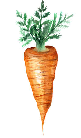 watercolor carrot. Rastr vegetable illustration for a cookbook, ingredients of recipes, advertising, cards for children and botanical magazines. natural and organic agriculture.の写真素材