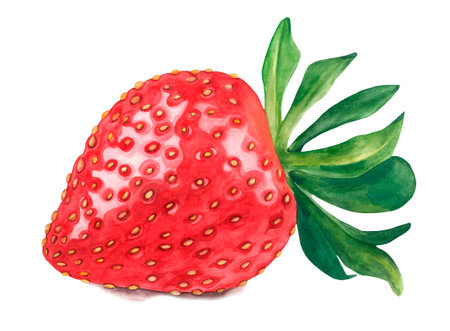 watercolor strawberries. Raster fruit illustration for a cookbook, ingredients of recipes, advertising, cards for children and botanical magazines. natural and organic agricultural productの写真素材