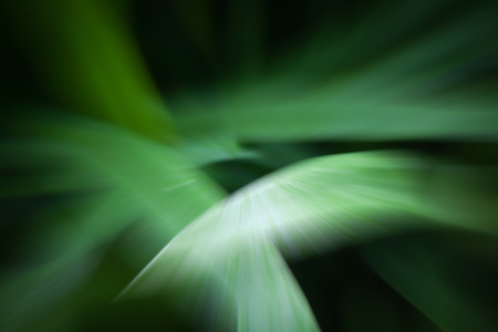 Colorful background image Theme green nature