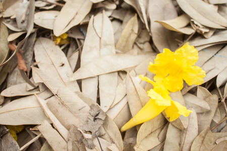flower
Tabebuya
yellowの写真素材