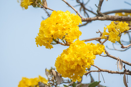 flowerTabebuyayellow