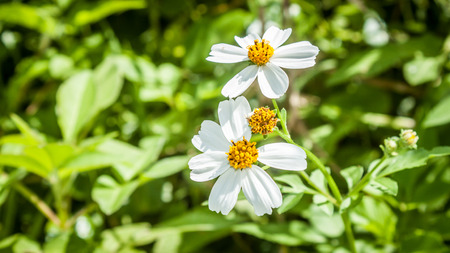 White flowersYellow stamensの写真素材