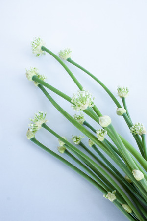 Chive flowerの写真素材