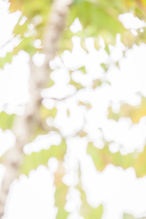 Natural Bokeh Background in thailandの写真素材