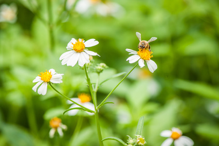 bee and White flower