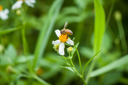 bee and White flowerの写真素材