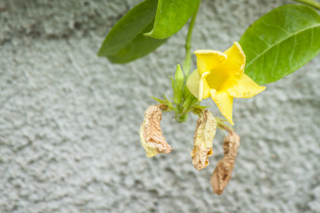 yellow flowerの写真素材