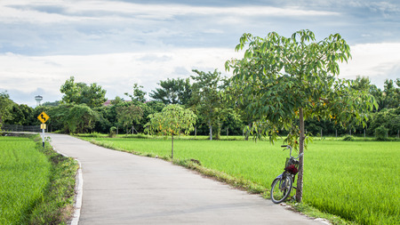 bicycle View planting rice in thailandの写真素材