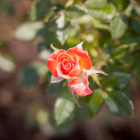 rose flowerの写真素材