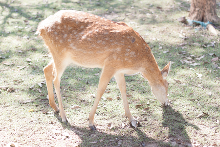baby fallow deerの写真素材