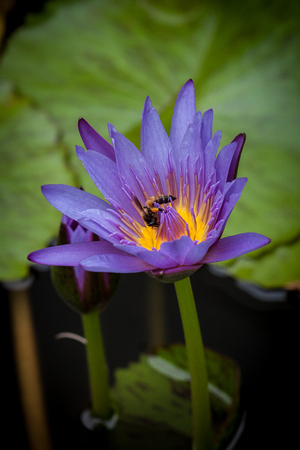 lotus flower in chiangmai thailandの写真素材