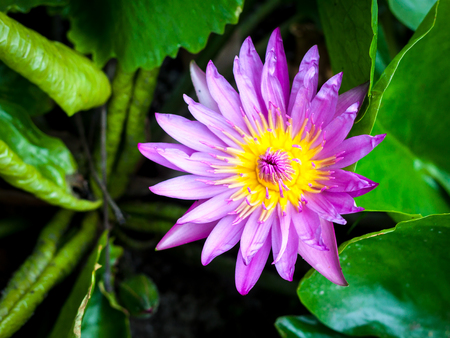 lotus flower in chiangmai thailandの写真素材