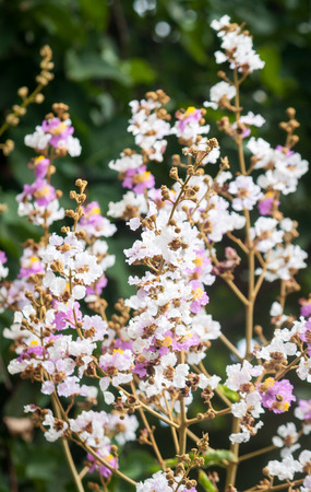 Caesalpiniaceae / beautiful crimson and pink flower bunchesの写真素材