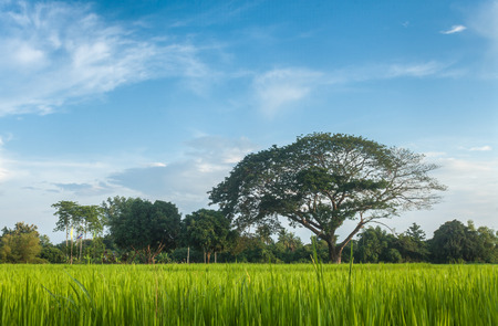 farmland countryside Thailand view / Beautiful cloudsの写真素材