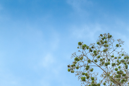 A teak bouquet
Clear blue sky backgroundの写真素材