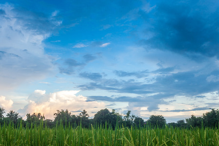 farmland countryside Thailand view / Beautiful cloudsの写真素材