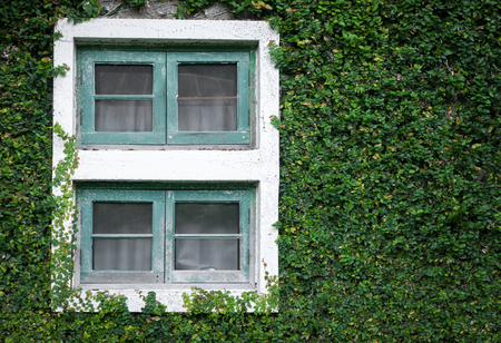 Old windows and green grassの写真素材